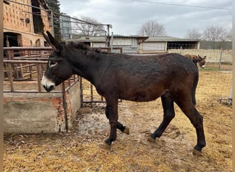 Burro, Semental, 2 años, 150 cm, Negro