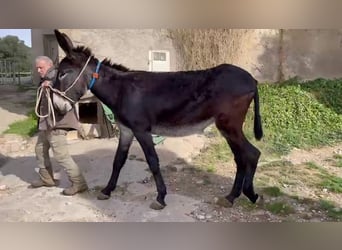 Burro, Semental, 2 años, 151 cm, Negro