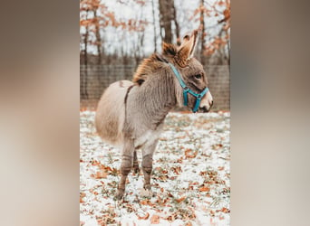 Burro, Semental, 2 años, 64 cm, Tordo