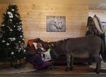 Burro, Semental, 2 años, 64 cm, Tordo