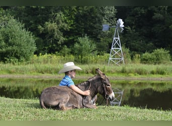 Burro, Semental, 2 años, 89 cm, Tordo