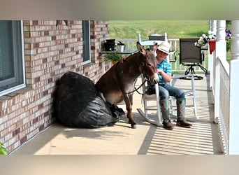 Burro, Semental, 2 años, 89 cm, Tordo