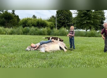 Burro, Semental, 3 años, 102 cm, Tordo