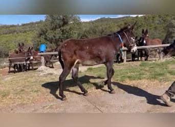 Burro, Semental, 3 años, 148 cm, Negro