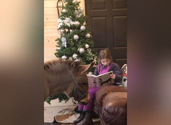 Burro, Semental, 3 años, 64 cm, Tordo