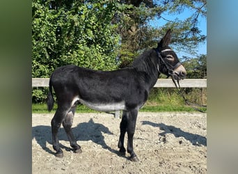 Burro, Semental, 4 años, 120 cm, Negro