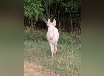 Burro, Semental, 4 años, 125 cm, Cremello