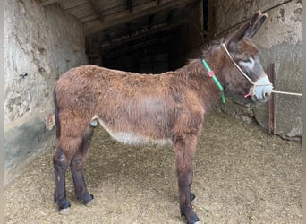 Burro, Semental, 4 años, 152 cm, Negro