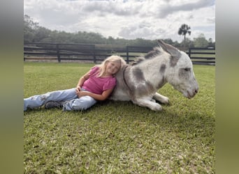 Burro, Semental, 5 años, 99 cm, Pío