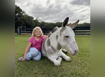 Burro, Semental, 5 años, 99 cm, Pío