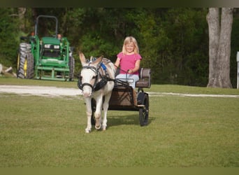 Burro, Semental, 5 años, 99 cm, Pío