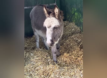 Burro, Semental, 6 años, 79 cm