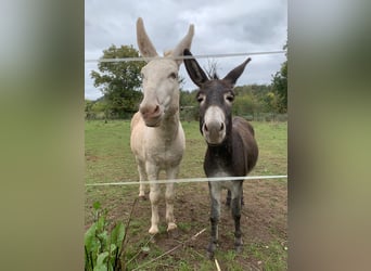 Burro Mestizo, Semental, 7 años, 120 cm, Cremello
