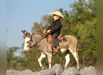 Burro, Semental, 7 años, 81 cm, Tordo
