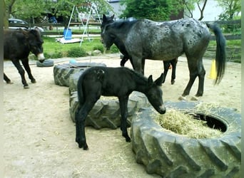 Burro, Semental, 22 años, 145 cm, Castaño oscuro