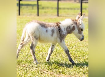 Burro, Semental, Potro (01/2026), 64 cm, Pío