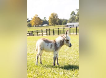 Burro, Semental, Potro (01/2026), 64 cm, Pío