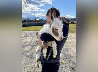 Burro, Semental, Potro (02/2026), Pío