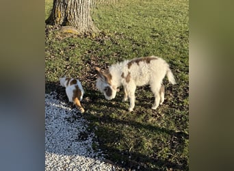 Burro, Semental, Potro (02/2026), Pío