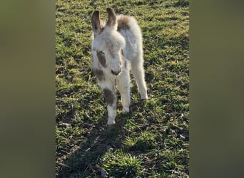 Burro, Semental, Potro (02/2026), Pío
