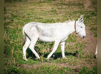 Burro, Yegua, 10 años, 145 cm, Castaño claro