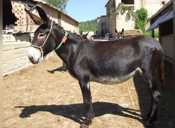 Burro, Yegua, 10 años, 145 cm, Negro