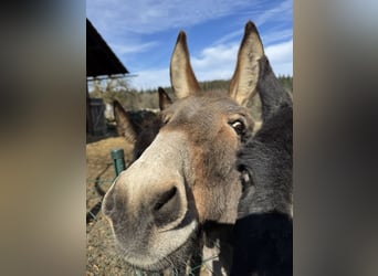 Burro, Yegua, 11 años, 125 cm, Castaño claro