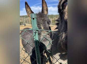 Burro, Yegua, 11 años, 125 cm, Castaño claro