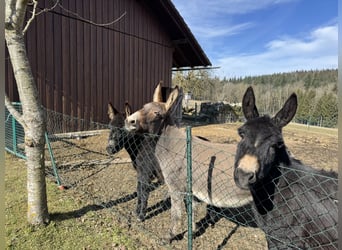 Burro, Yegua, 11 años, 125 cm, Castaño claro