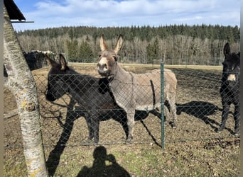 Burro, Yegua, 11 años, 125 cm, Castaño claro