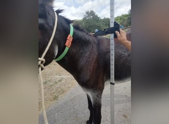 Burro, Yegua, 11 años, 145 cm, Negro