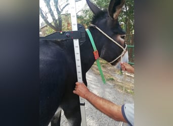 Burro, Yegua, 11 años, 150 cm, Negro