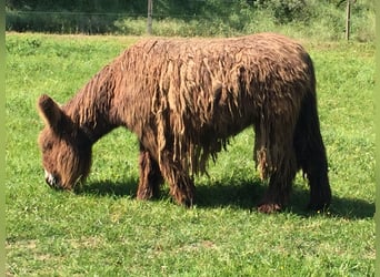 Burro, Yegua, 13 años, 135 cm, Castaño