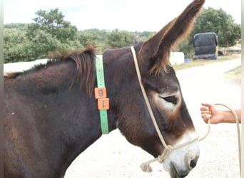 Burro, Yegua, 14 años, 145 cm, Negro