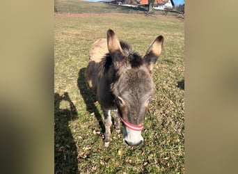 Burro, Yegua, 15 años, 105 cm