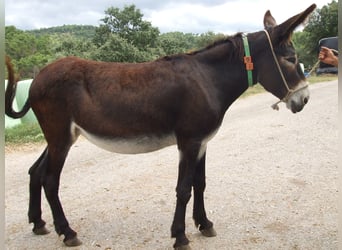 Burro, Yegua, 15 años, 145 cm, Negro