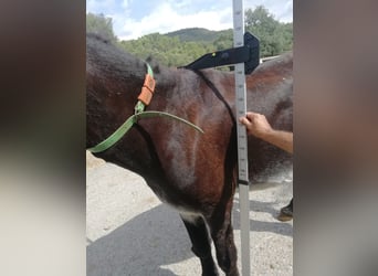 Burro, Yegua, 15 años, 145 cm, Negro