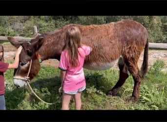 Burro, Yegua, 15 años, 145 cm, Negro