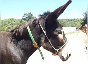 Burro, Yegua, 15 años, 151 cm, Negro