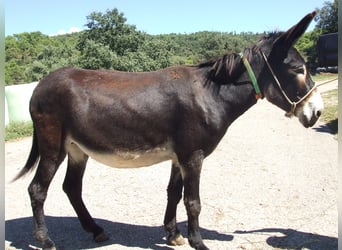 Burro, Yegua, 15 años, 151 cm, Negro