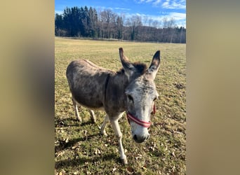 Burro, Yegua, 16 años, 105 cm, Tordo rodado