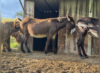 Burro, Yegua, 16 años, 150 cm, Castaño oscuro