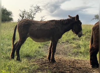 Burro, Yegua, 16 años, 150 cm, Castaño oscuro