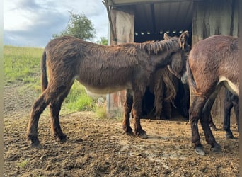 Burro, Yegua, 16 años, 150 cm, Castaño oscuro
