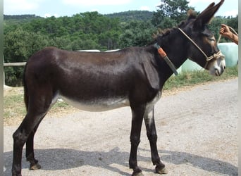 Burro, Yegua, 17 años, 140 cm, Negro