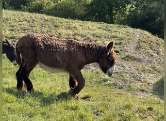 Burro, Yegua, 17 años, 152 cm, Castaño oscuro