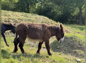 Burro, Yegua, 17 años, 152 cm, Castaño oscuro