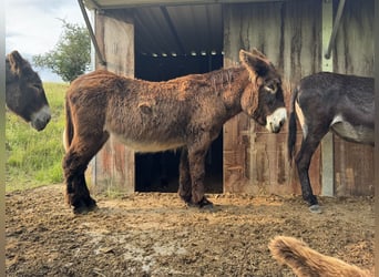Burro, Yegua, 17 años, 152 cm, Castaño oscuro
