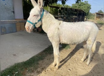 Burro, Yegua, 1 año, 130 cm