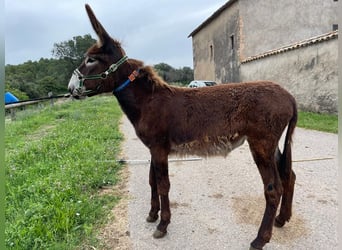Burro, Yegua, 1 año, 135 cm, Negro